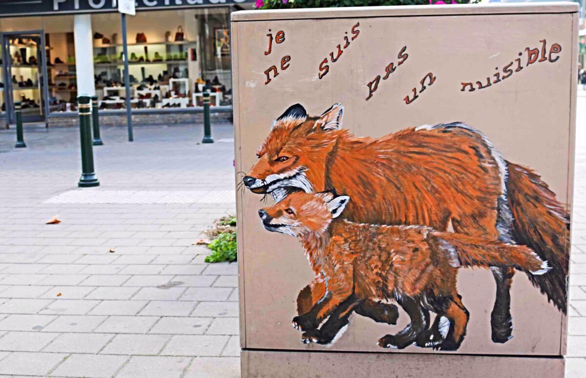 renard2